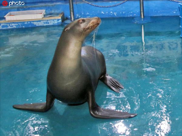 国内首例人工哺育小海狮与观众首次见面